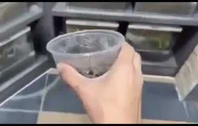 shitposting - Video #8813