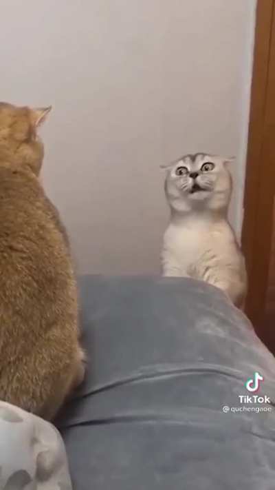 Meow
