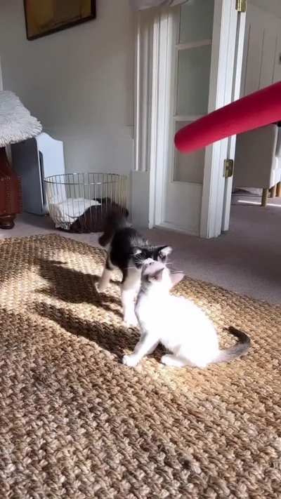 Cat trapped in the cage was let loose