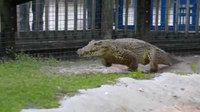 Pov, you are outside the cage while someone goes inside to feed the croc anc it does this: You were right Barry.. I am responsible for all of this... All I saw when I first met you is another victim of my hubris... But you can stop it.. You can do it.. NO