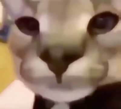"NYAH"