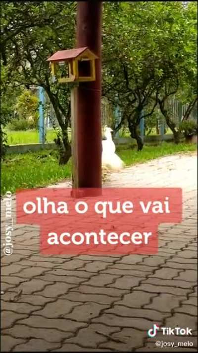 SEBASTI&Atilde;O!