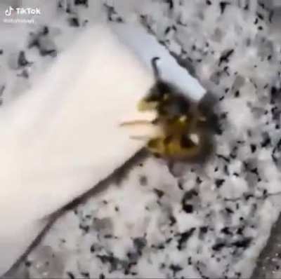 wasp spin