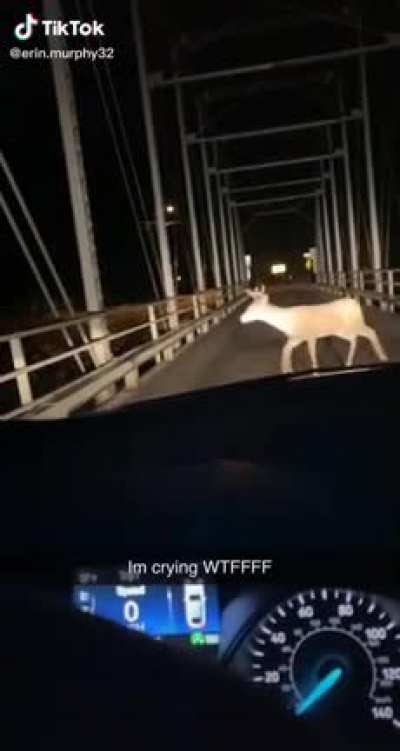 A very smart deer