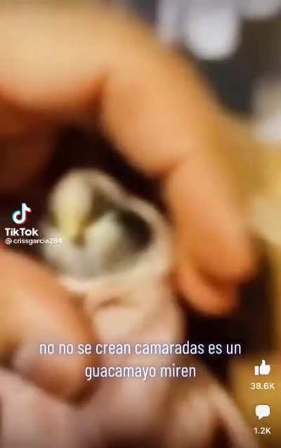 No es lo que parece