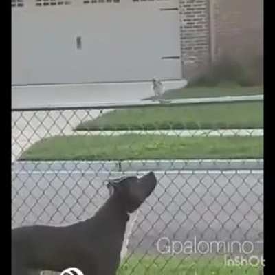 aww he playing