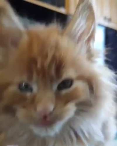 Baby floof