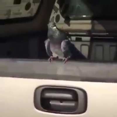 jogaram um pinto no pombo: