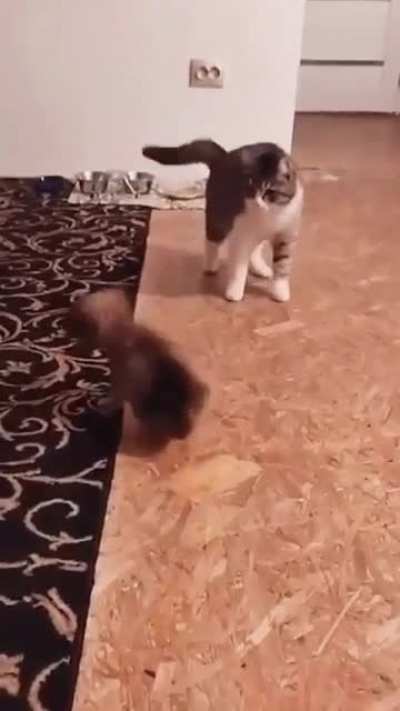 Panic attack🤣