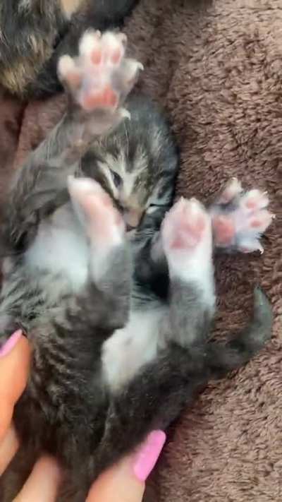 We didn&rsquo;t intend on having another cat but CJ made that impossible.