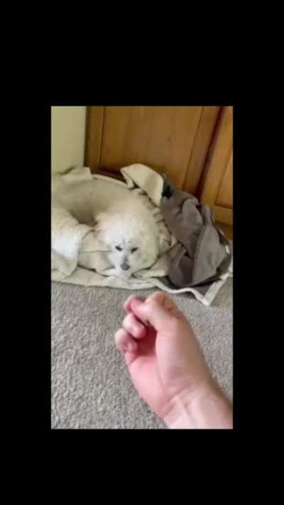 Little guy doesn&rsquo;t take any disrespect