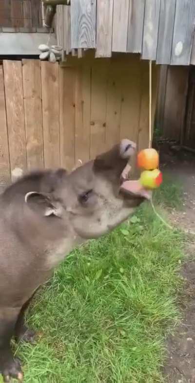 Horses love apples!