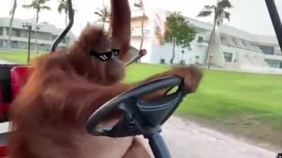 They see him Rollin'... they hatin'.