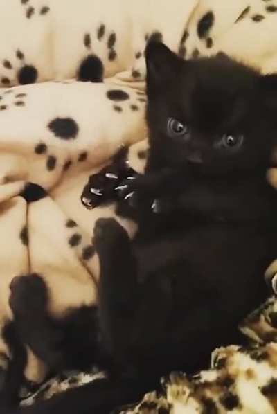 Murder mittens