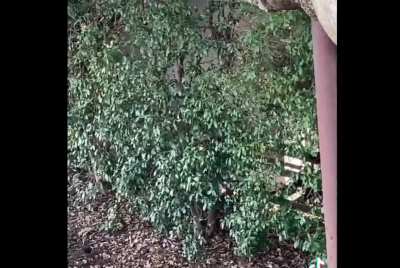 Karen freaks out over children climbing a tree, the kids handle it perfectly