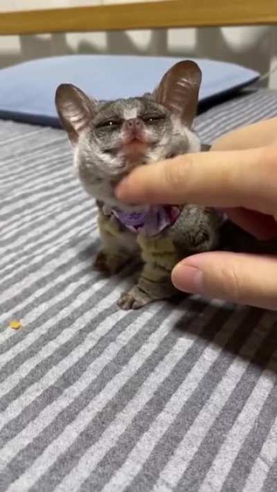 Почесуньки