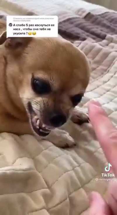 5 times touch the dog's nose
