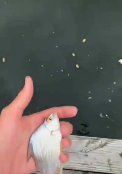 Always a bigger fish