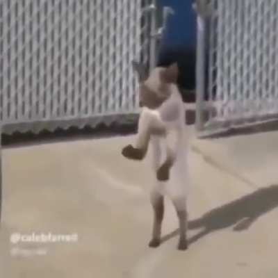 Dan&ccedil;a gatinho dan&ccedil;a
