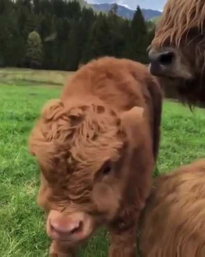 Fluffy Cow ❤️