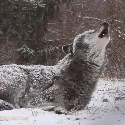 Big awoo