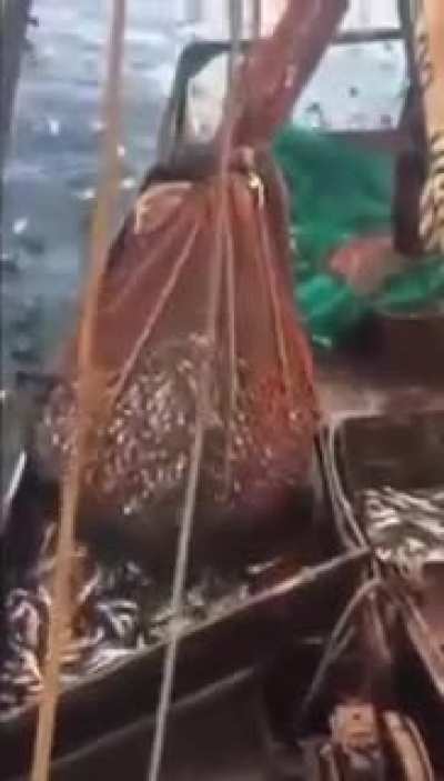 Weird fish