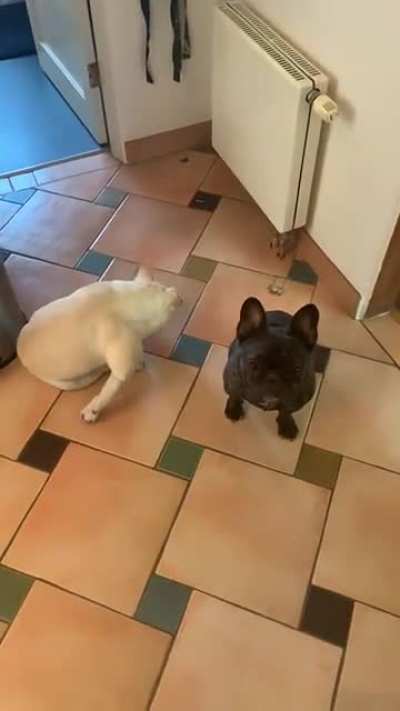 We've trained our dogs with a special zeal that creates a heightened level of awareness&hellip;.an acute level of skill that most animals could only hope to acquire over several lifetimes.