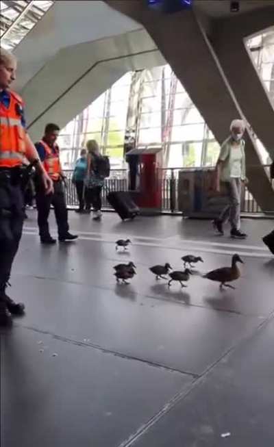 Swiss Police gently escorting a family of ducks out of a busy train station area-