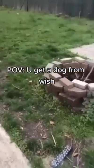 תןפפגר Dogo