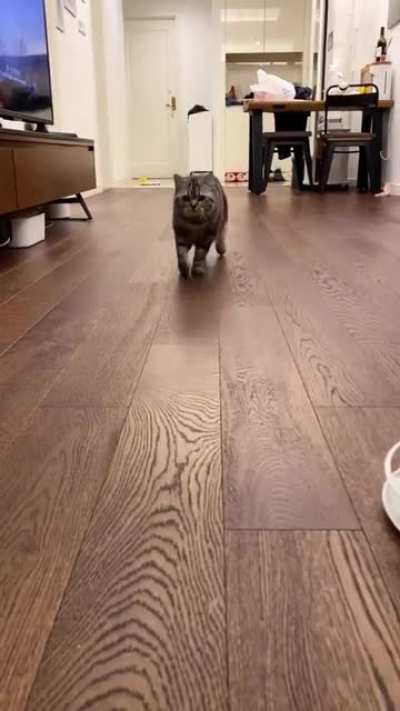 Catwalk