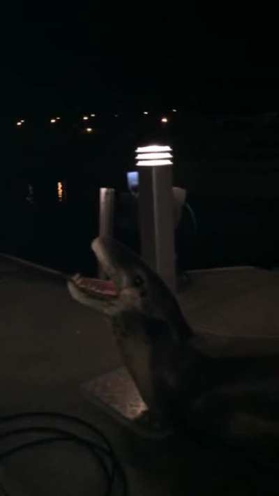 Leopard seal encounter at night.