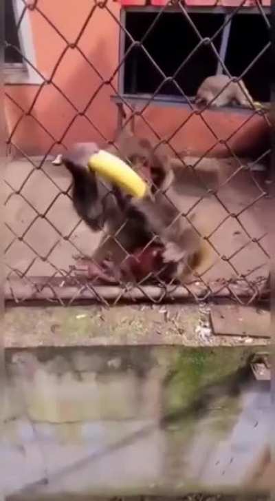 Mamaco?