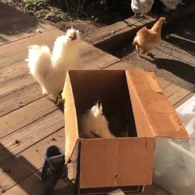 Purring Rooster!