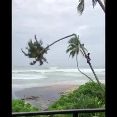 I&rsquo;ll just cut down this tree while I'm on it