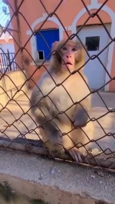 Monke Wins!