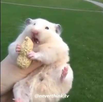 RAT