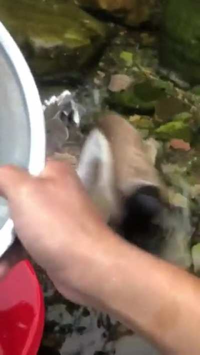 bonk