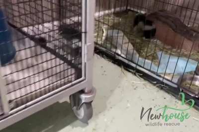Escape artists at New House Wildlife Rescue