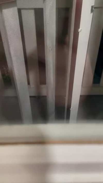 Nacho wants in from the night