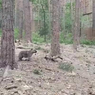 A lovely first awooo!