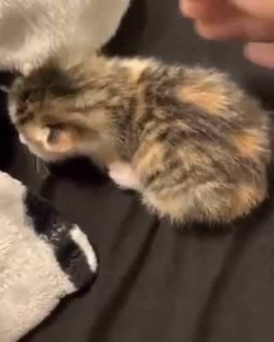 Miau dram&aacute;tico