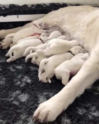Mama and her babies