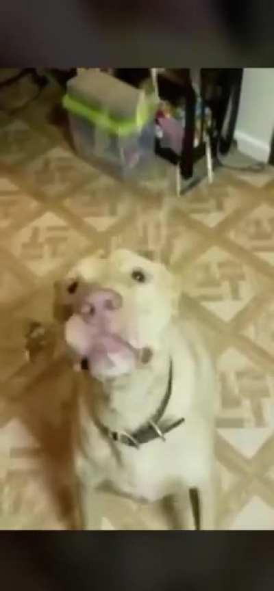 The most talented boi
