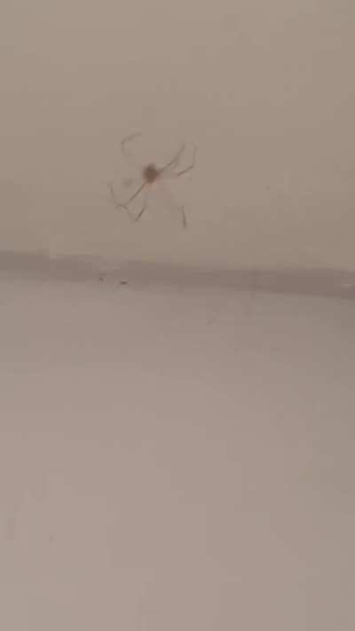 Spinny boi