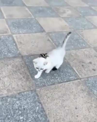 Как оседлать Котика?