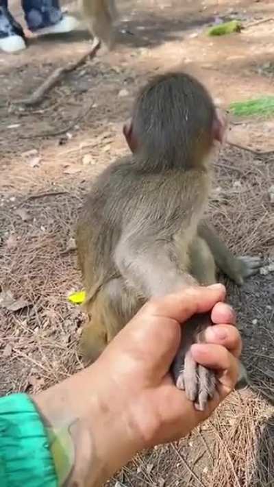 Tricking the monkey.