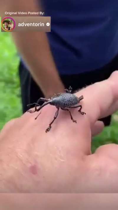 Clumsy wunkus
