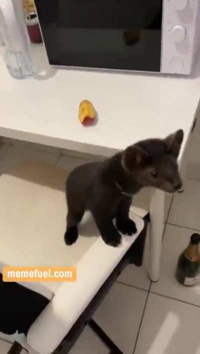 Curious sable