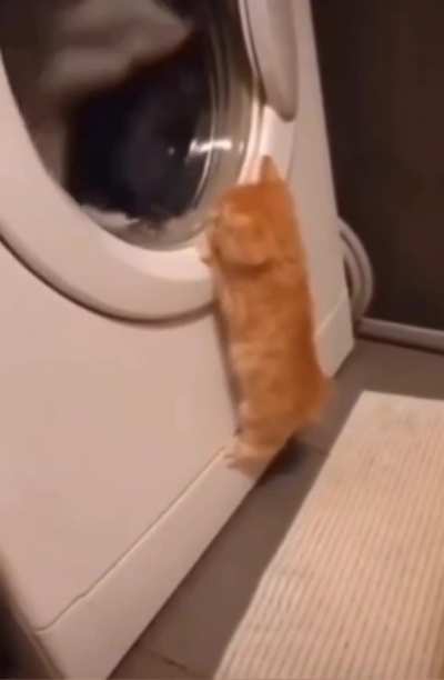 Feline good TV