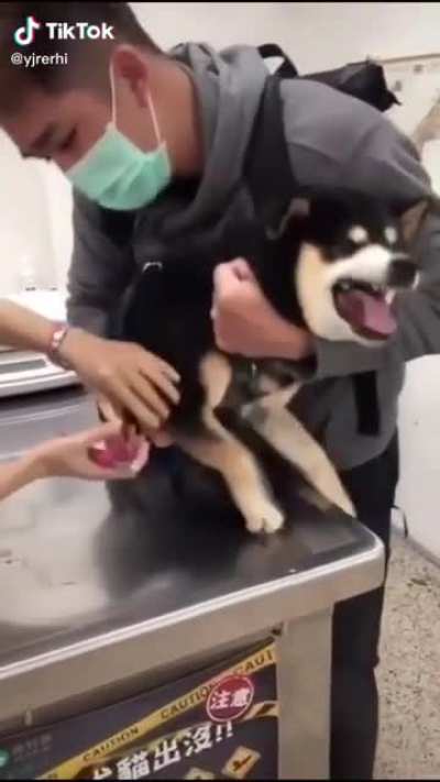Agonizing dogo